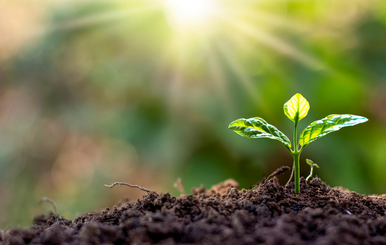 Année des volontaires 2026